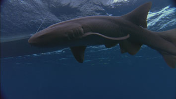 Belize7