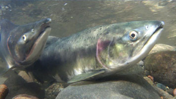 Salmon6
